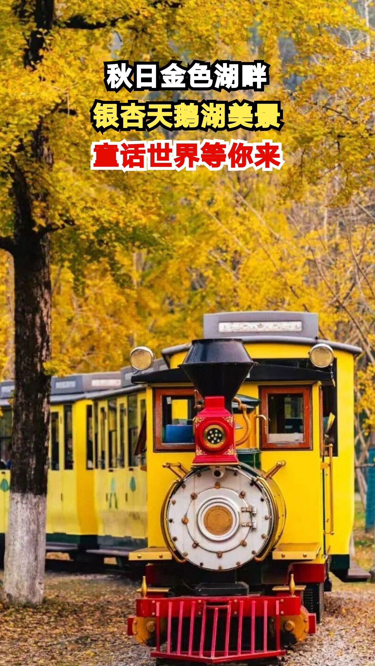 震撼！秀洲区银杏天鹅湖秋日限定美景，金色童话世界等你探索
