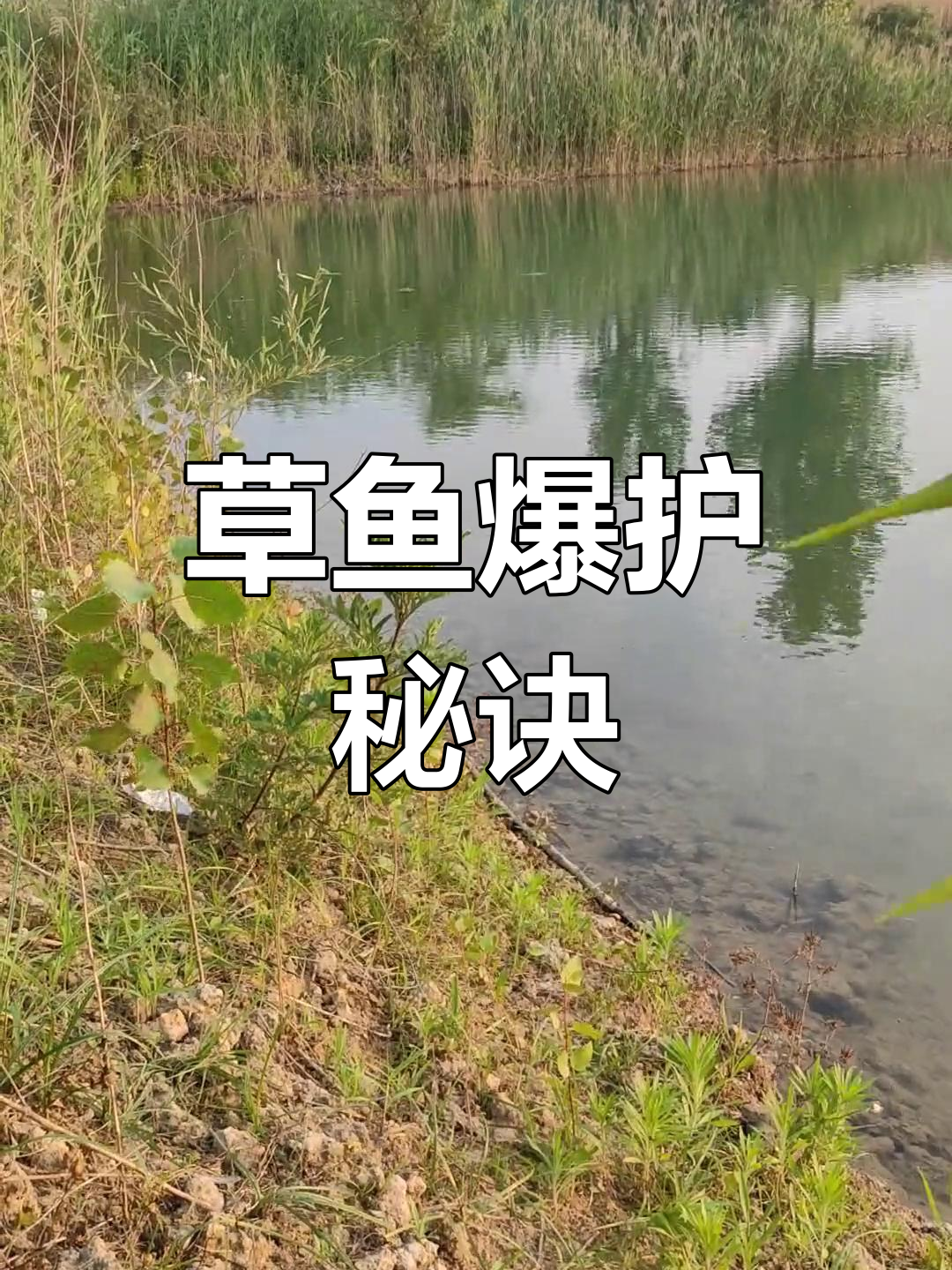 草鱼轻松上钩,技巧大不同!比钓鲤鱼简单多了