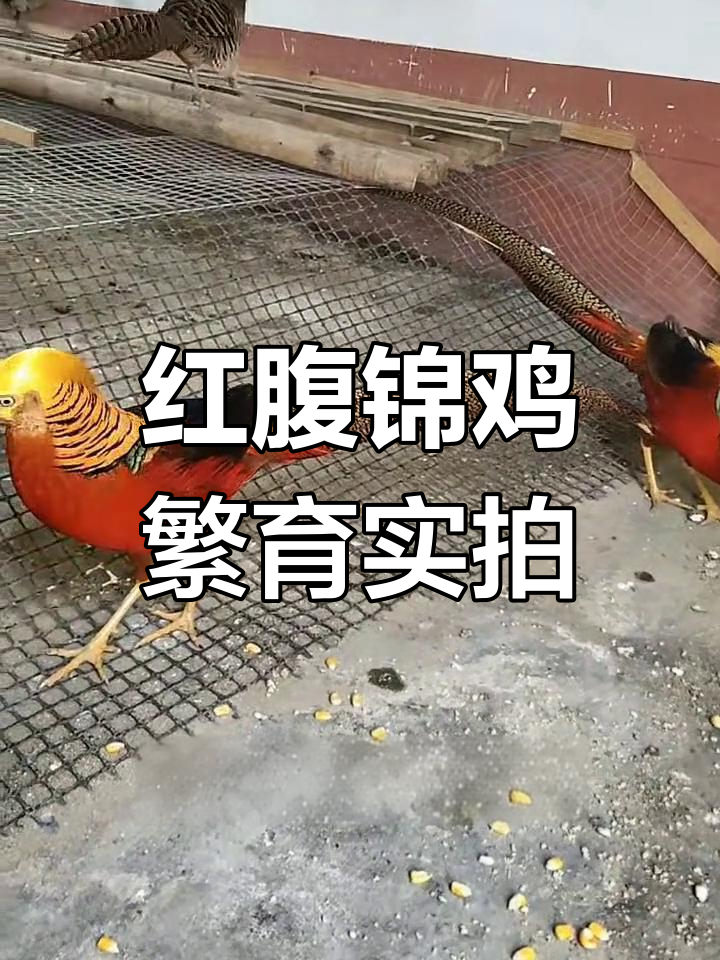 冬季寒冷,红腹锦鸡的神奇养殖现场