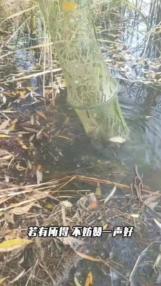 如何判断鱼儿吃食的浮漂动作