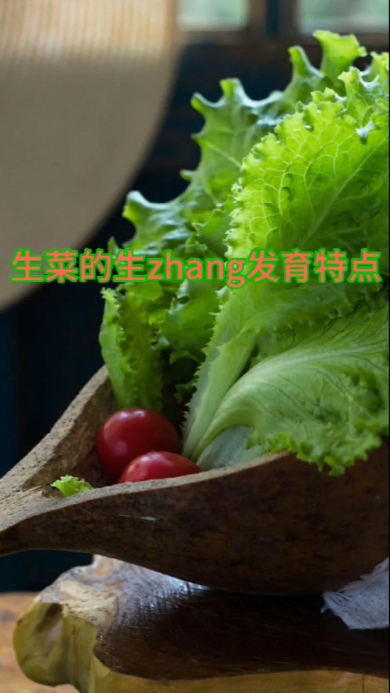 生菜的生长发育特点