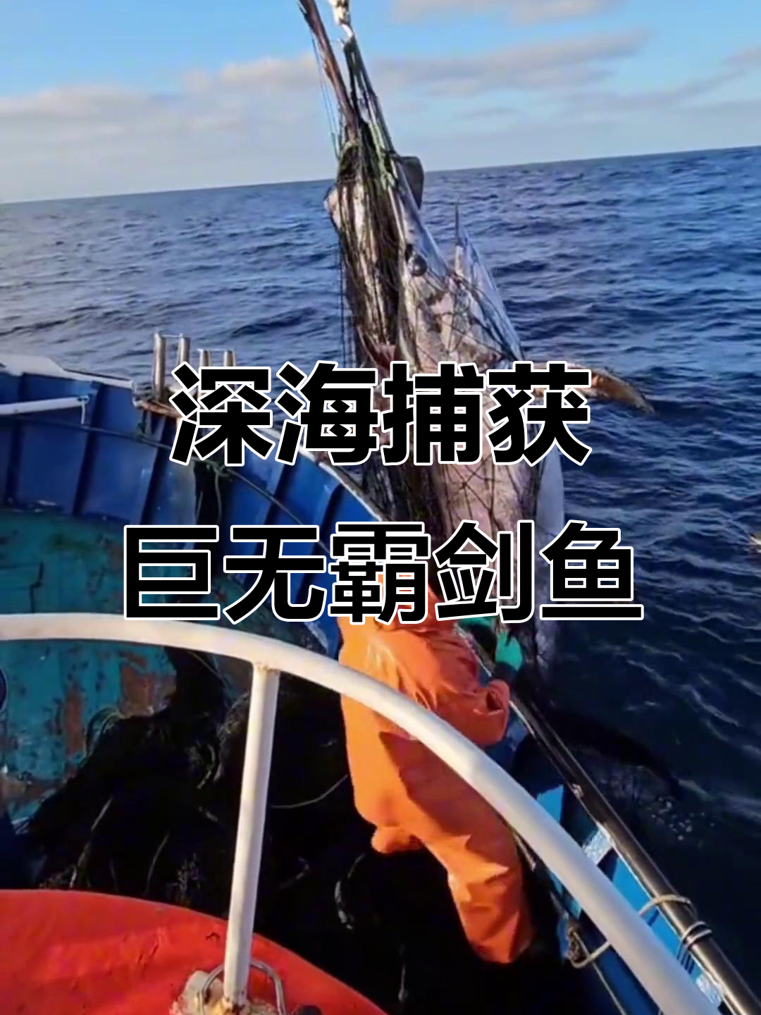 深海巨剑鱼一网打尽,马林鱼惊现大捕捞