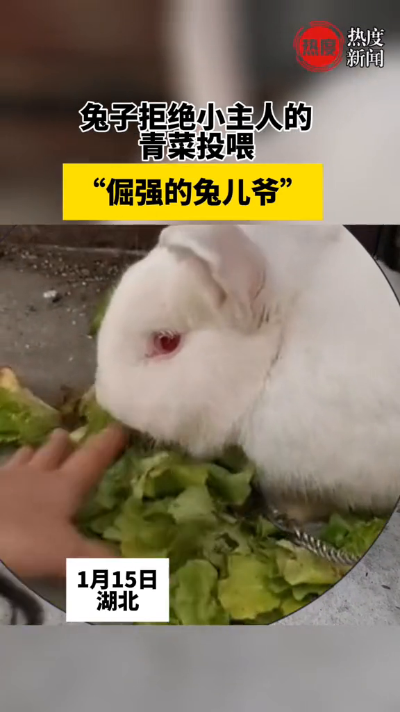 兔子拒绝小主人的青菜投喂,倔强的兔儿爷