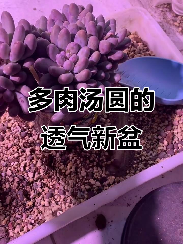 给多肉汤圆换个透气盆,陶粒和土的比例这样配最合适