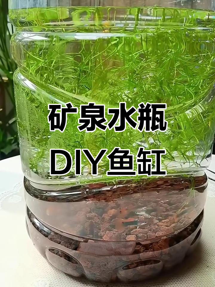 用矿泉水瓶做生态鱼缸，简单又不用换水