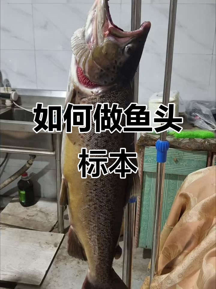 鱼头标本制作全攻略,简单步骤教你做帅气鳟鱼头