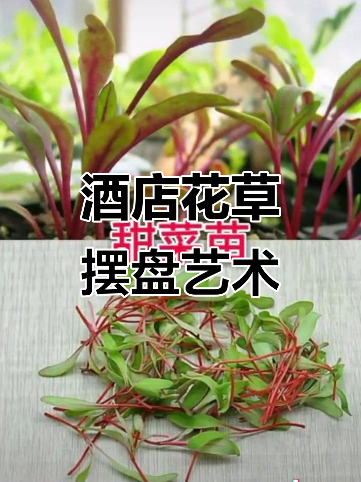 精致酒店摆盘,花草装饰让美食更诱人