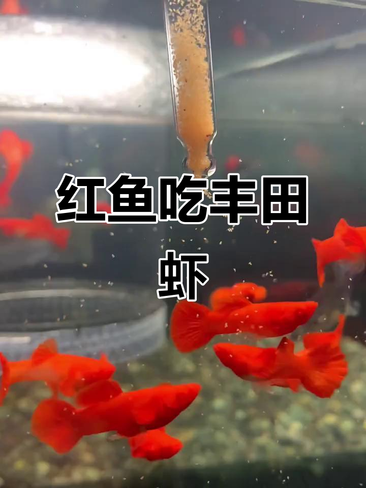 鸿运当头孔雀鱼吃丰年虾,状态超好