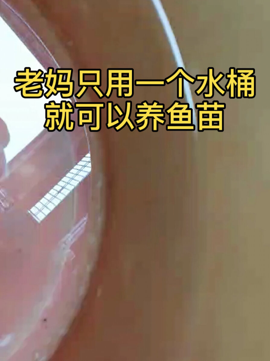 老妈用一个水桶养猫狮金鱼鱼苗,已经起飞了