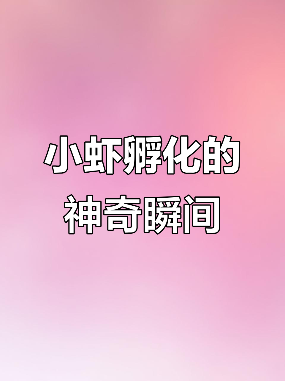 母虾抱卵孵化全过程,小虾如何脱离母亲独立生存