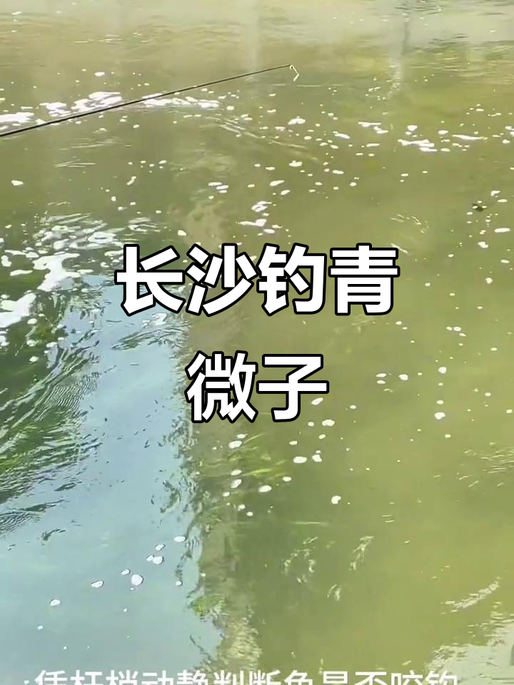 长沙圭塘河钓鱼挑战：青尾子鱼与圆吻鲴的较量