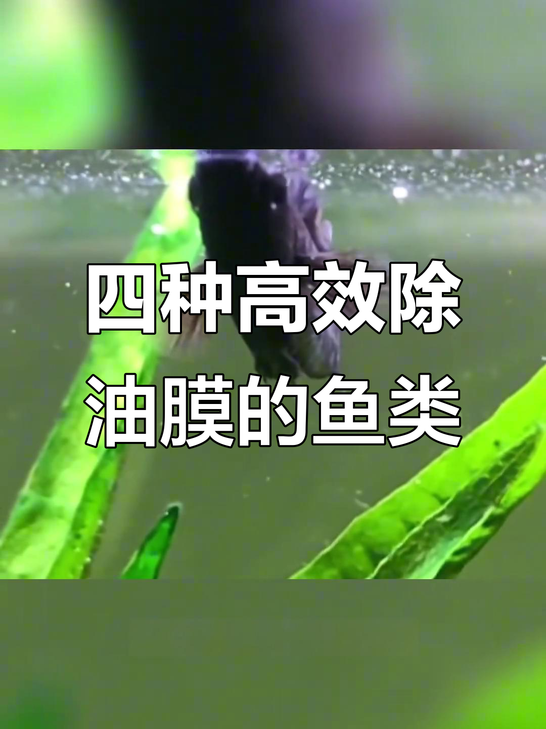 鱼缸油膜清理神器，四种除油魔鱼推荐