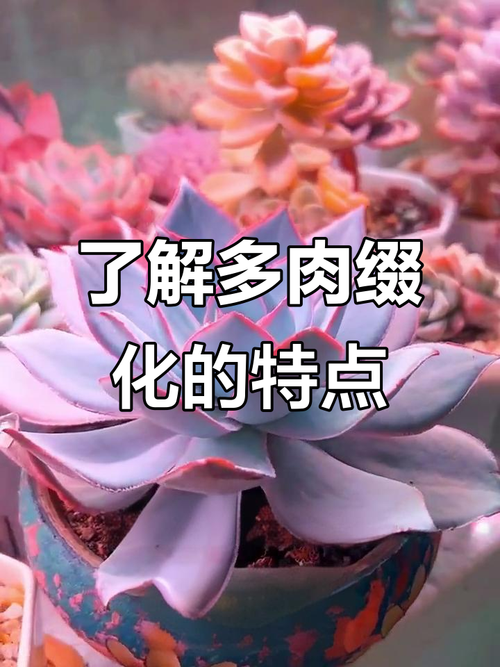 多肉缀化与群生的区别，形态变异如何养护