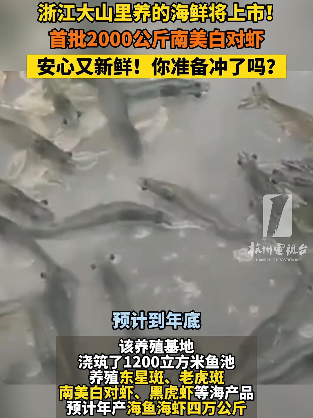 浙江 大山里养的 海鲜 即将上市!首批2000公斤 南美白对虾 安心又新鲜 你准备冲了吗?