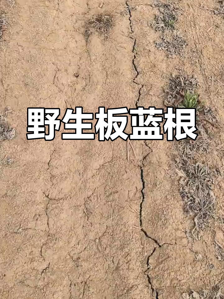 板蓝根野菜,叶子炒拌皆宜,根部泡水有奇效