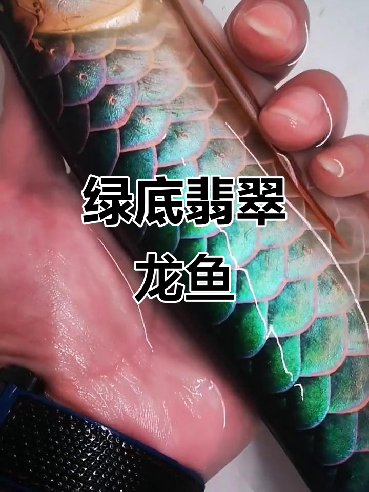 绿底翡翠龙鱼,炫彩竹林三排展示