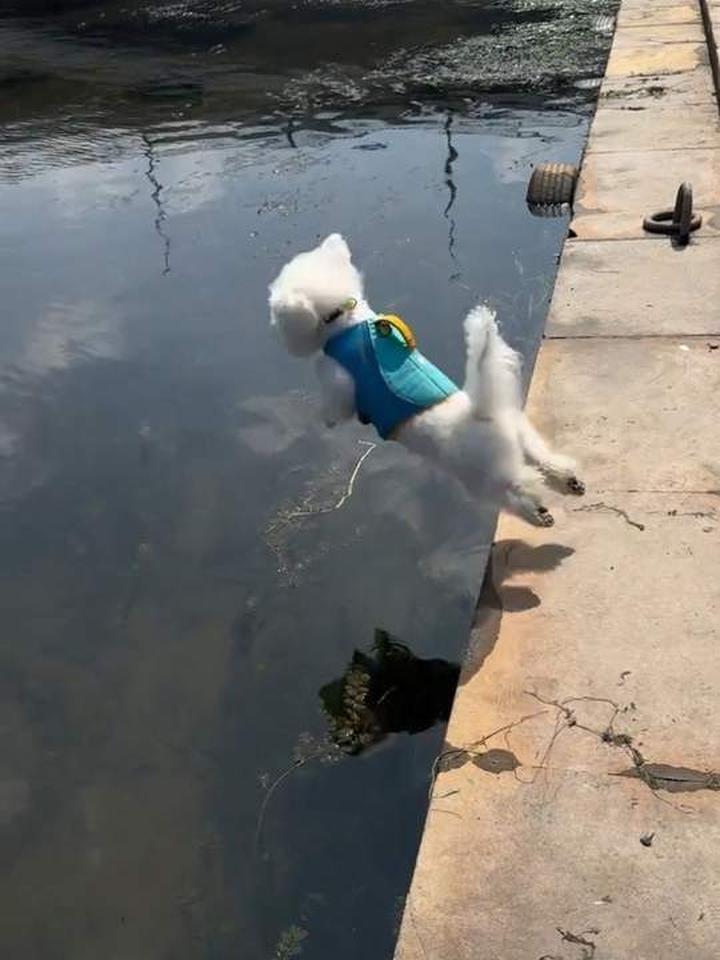 狗子炸鱼展现真正狗刨，尾巴透露心情