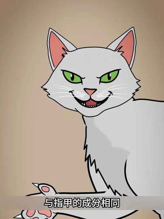 猫的舌头是什么样的？
