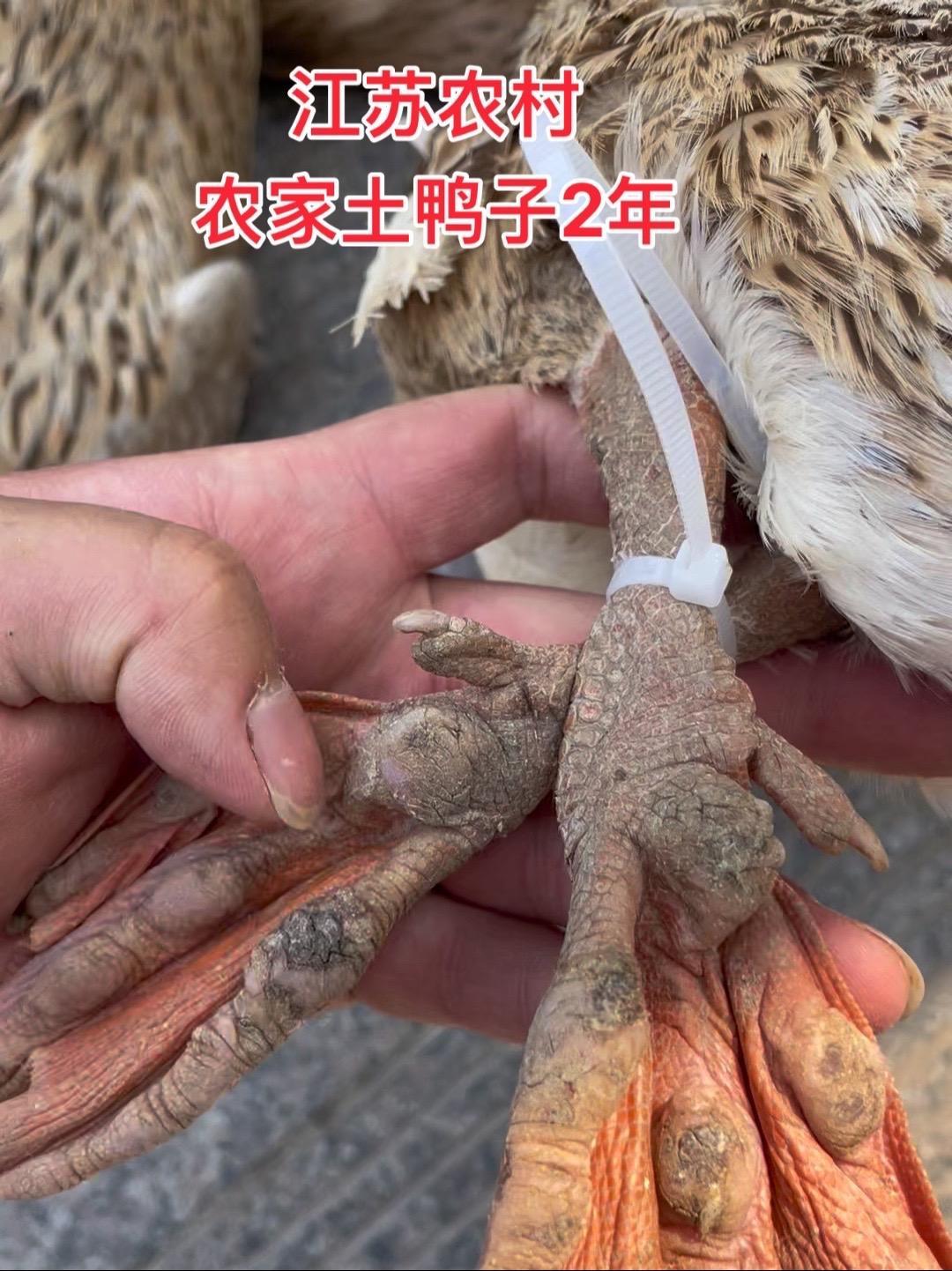 苏北农村散养土麻鸭,2年老鸭需要私信 生态放养 生态散养 土鸭 麻鸭