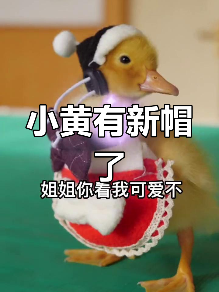小黄鸭新帽子亮相,出门炫耀超可爱!