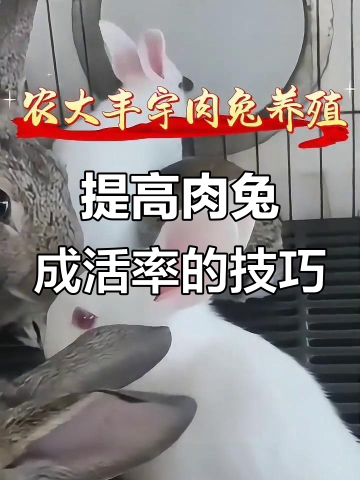 散养肉兔提高成活率秘诀,四种高收益兔子品种推荐