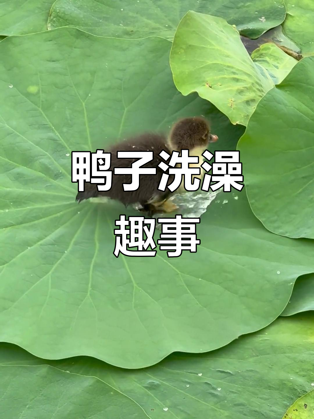 小鸭荷叶戏水，岸边观众笑声不断，萌化人心！