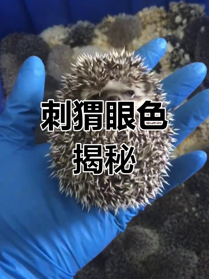 刺猬眼睛颜色多样,黑色最常见,白化个体例外