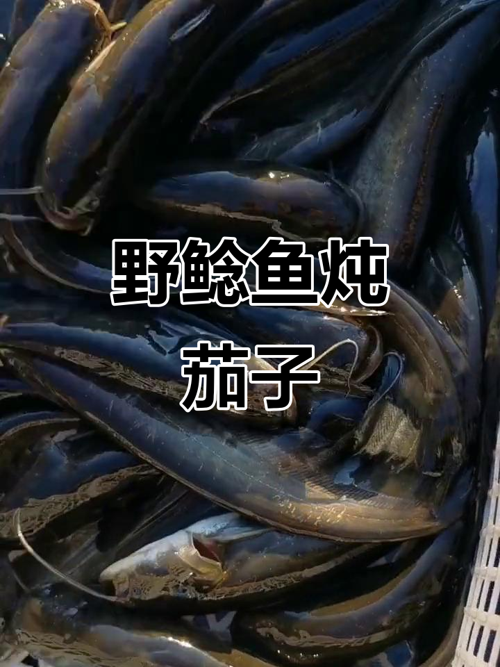 野生鲶鱼炖茄子,油不化汤鲜美