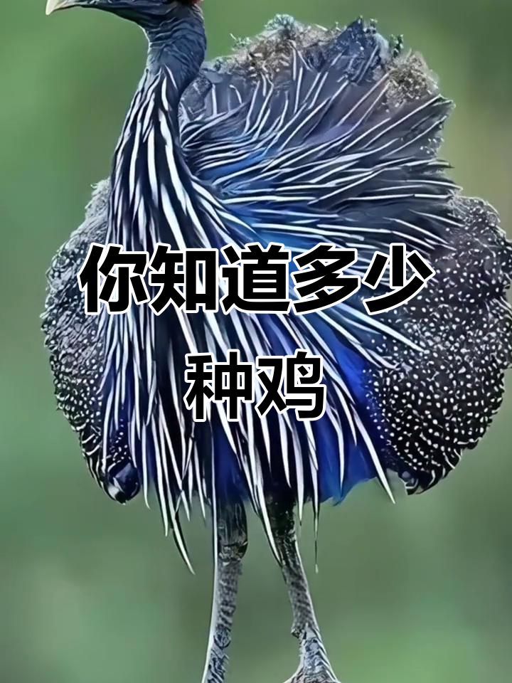 20种不同品种的鸡，看看你认识几种？