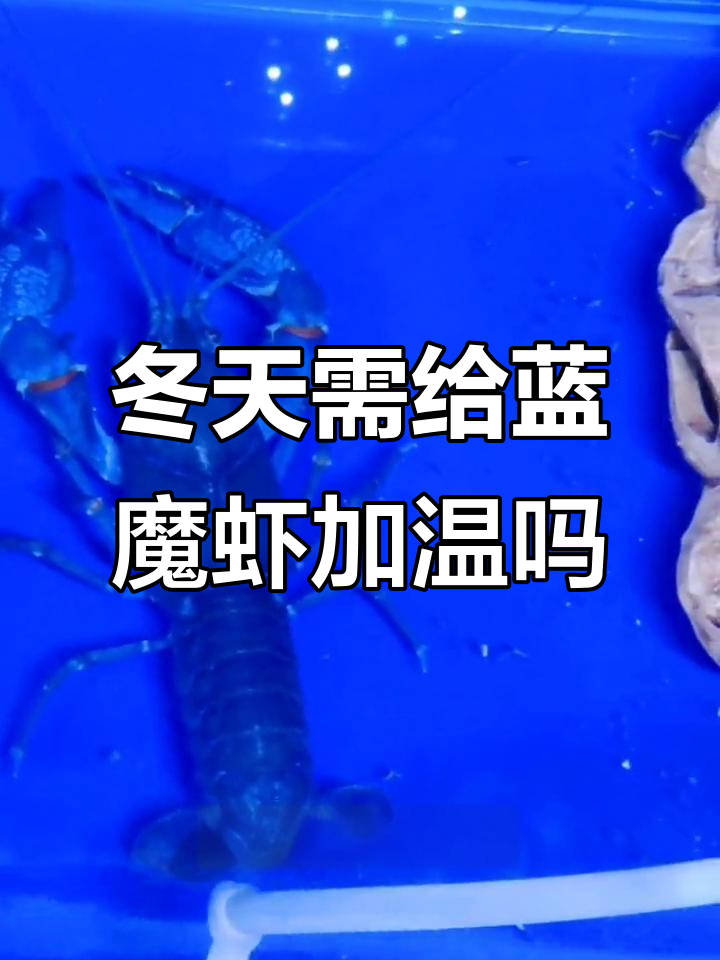 冬季如何为天空蓝魔虾加温?