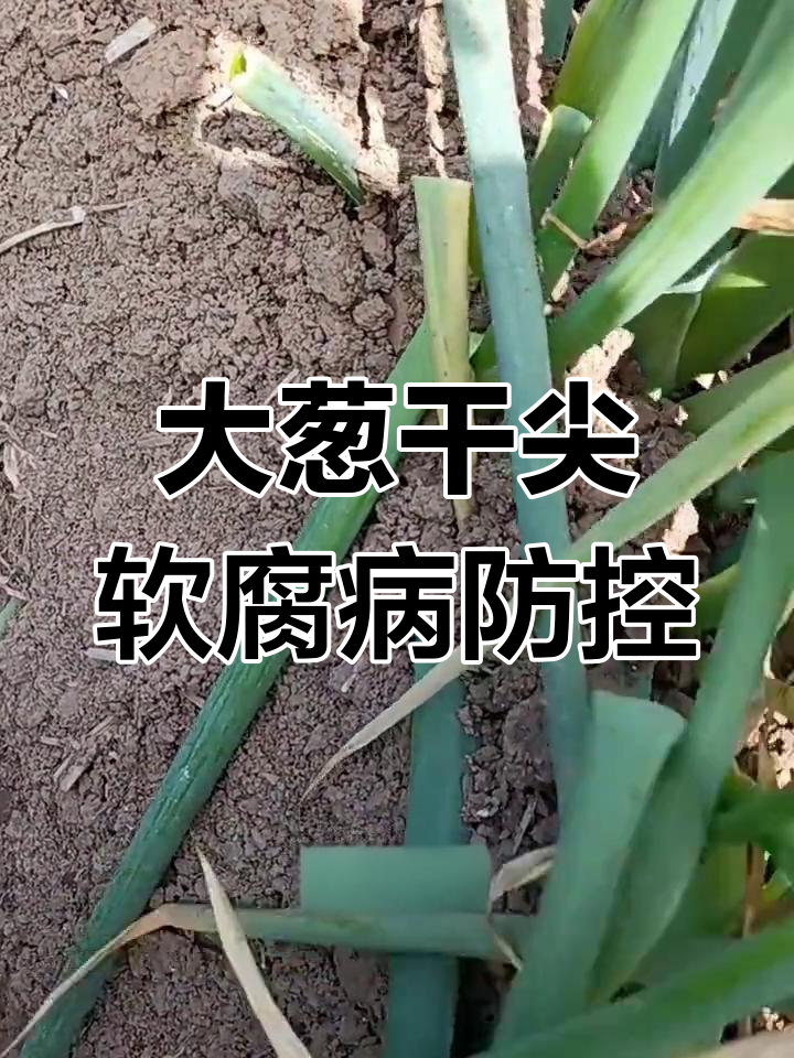 大葱软腐病与虫害防治全攻略