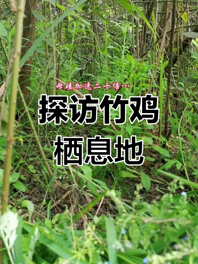 竹鸡领地大揭秘,灌木丛中的秘密