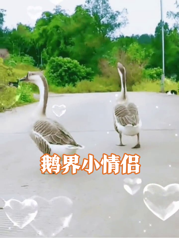 两只鹅并排走路神同步,爱心特效拉满太甜了
