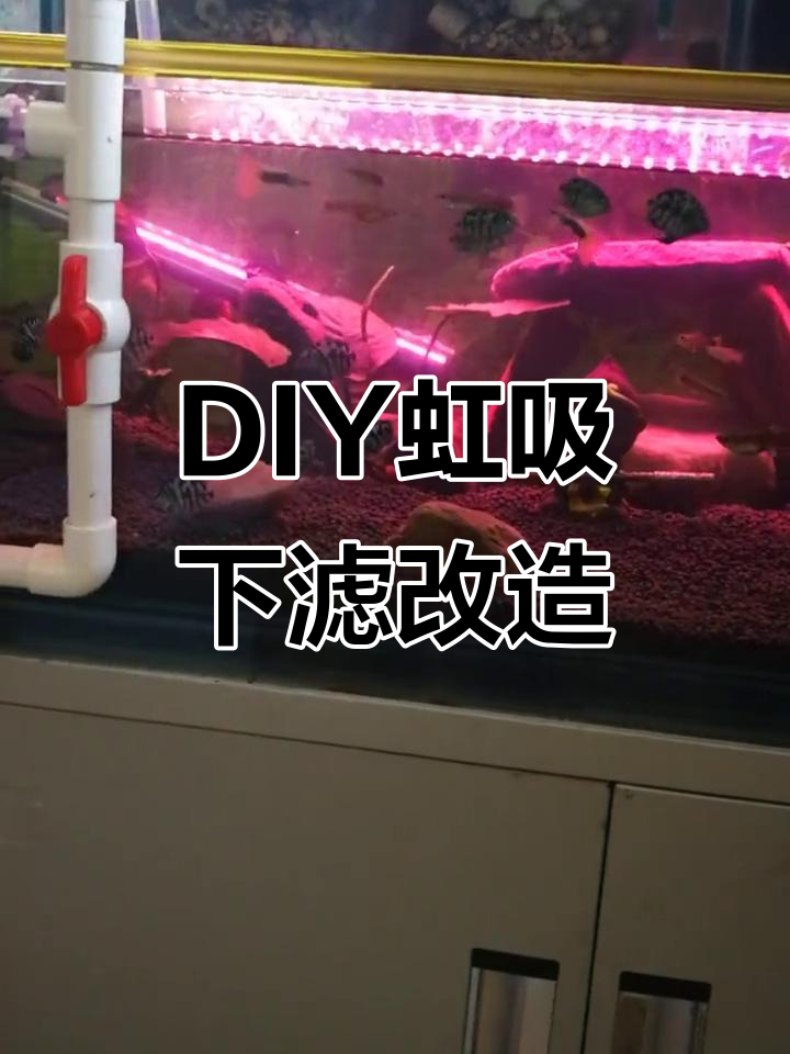 自制虹吸潮汐过滤系统,鱼菜共生DIY设计