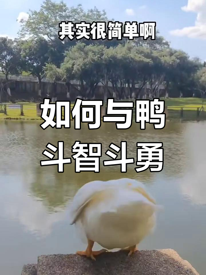 鸭子捉迷藏大作战,学会这些技巧轻松搞定