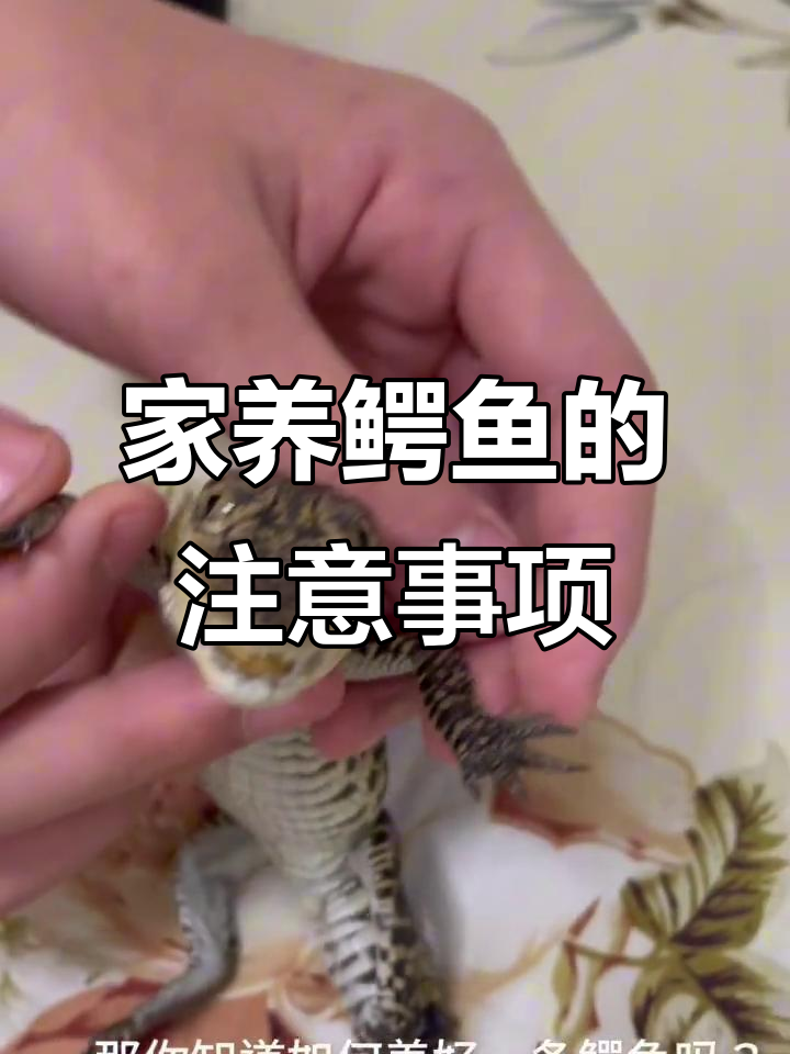 鳄鱼家养指南:如何选择适合的品种与照顾方法