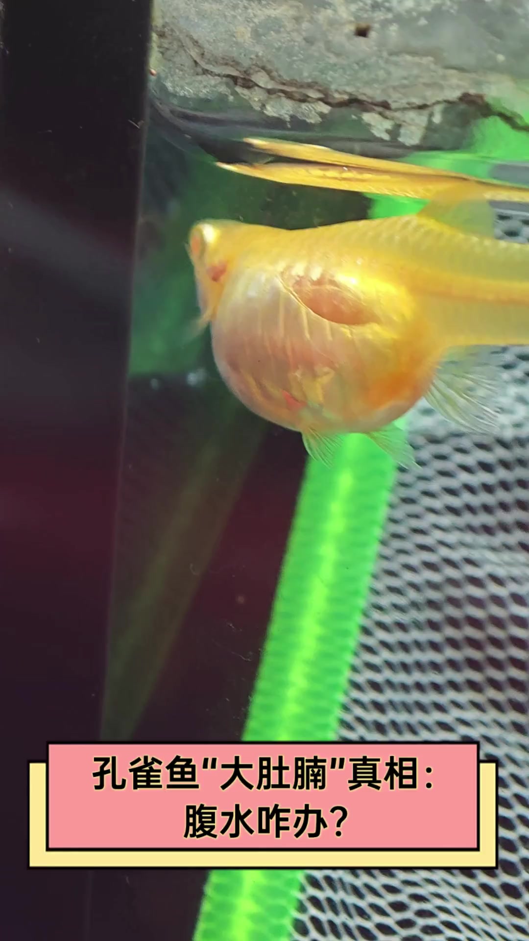 孔雀鱼“大肚腩”真相:腹水咋办?