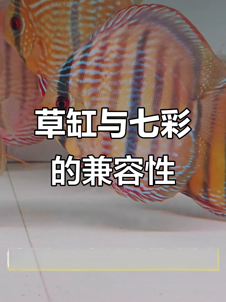 草缸能养七彩神仙鱼吗?如何避免冲突