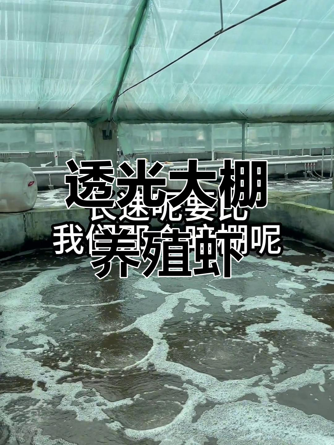 北方养虾新模式:透光大棚与疏虾技巧