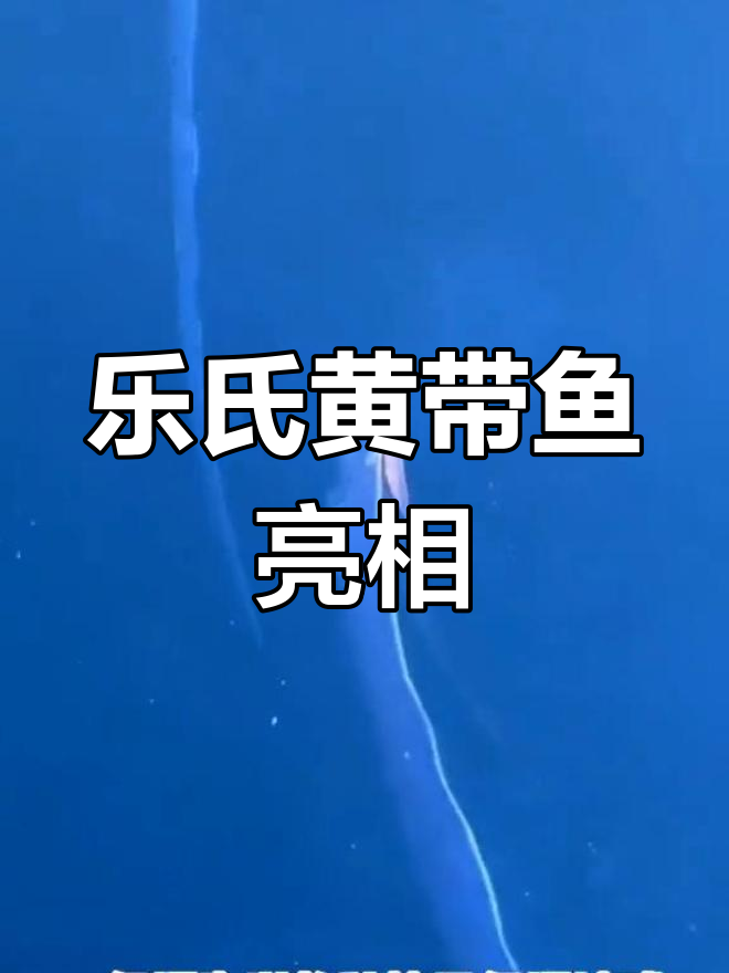 日本福井现罕见黄带鱼