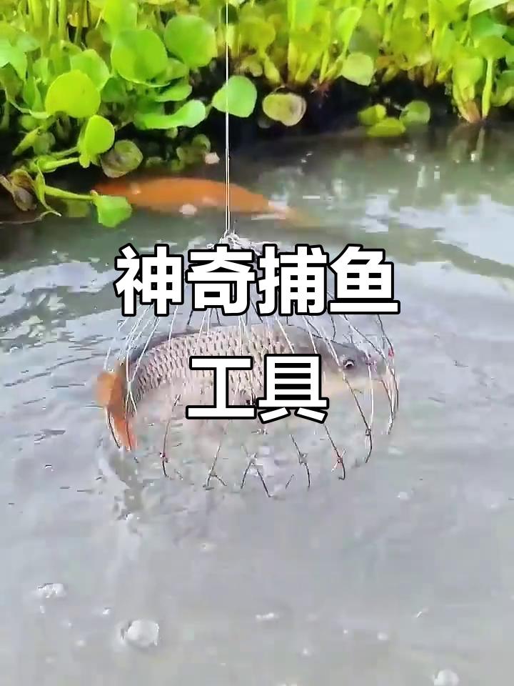 网红捕鱼神器大揭秘,轻松吸引鱼儿围观