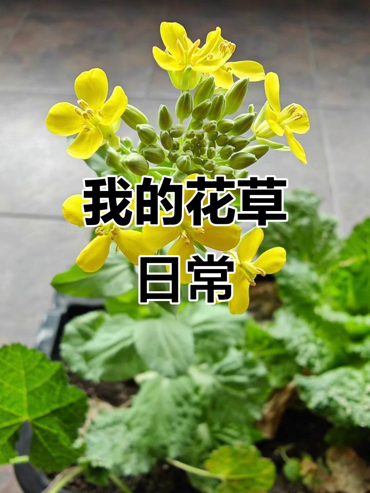养花不晒,白养了!我的白菜花花样展示