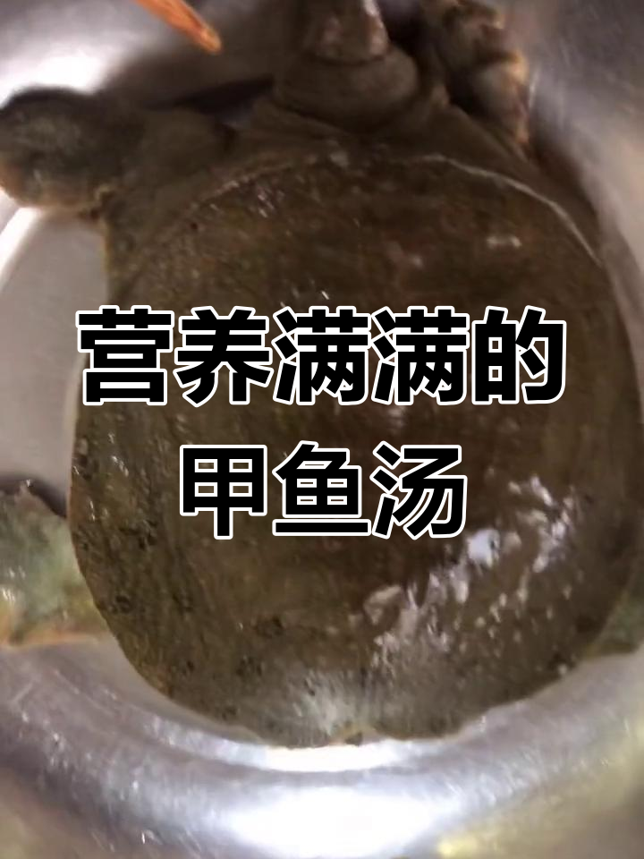挑战极限,炖土鸡甲鱼汤滋补身体