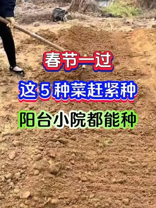 春节过后这5种蔬菜赶紧种阳台小院都能种植