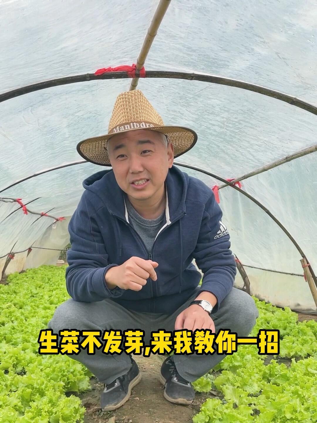 生菜不发芽?教你这么做,发芽率妥妥的!