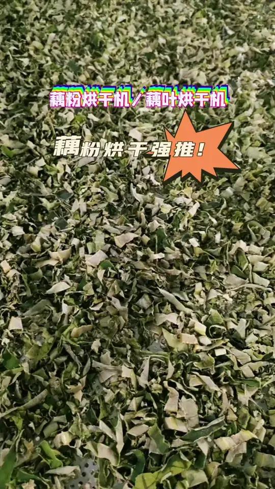  藕叶烘干机是一款多功能烘干设备,不仅适用于烘干藕叶茶,还能用于制作藕粉。其高效的热风循环