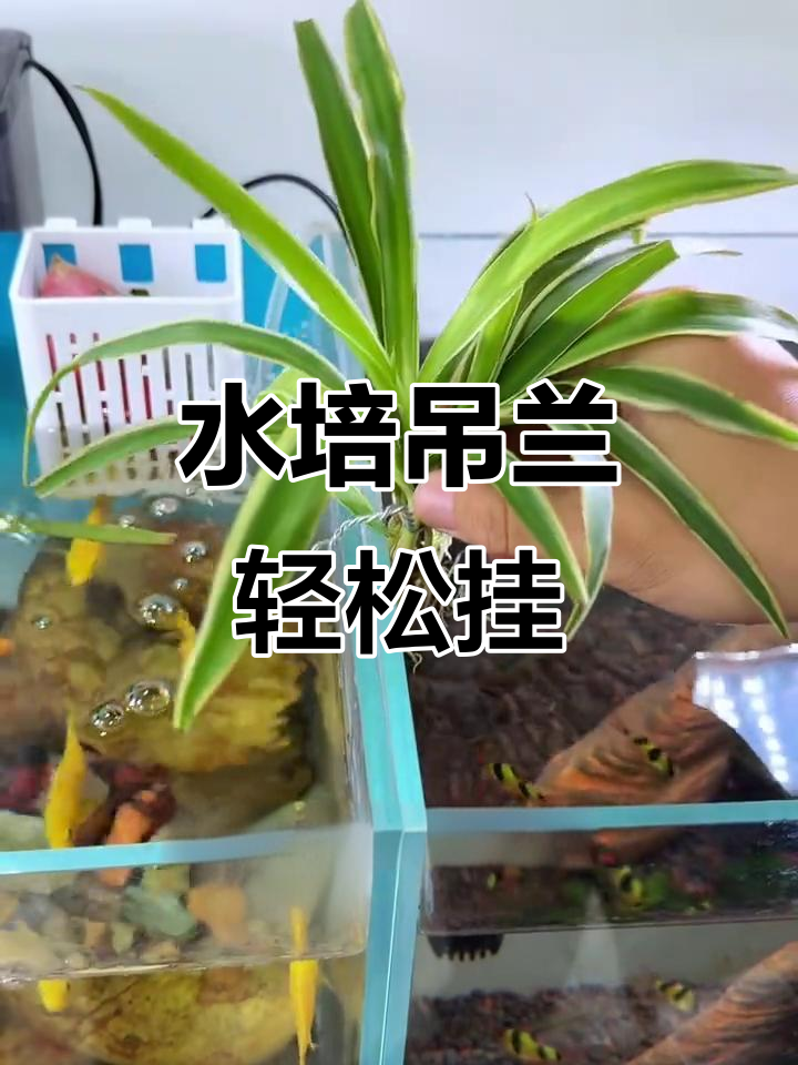 鱼缸水培吊兰,简单又实用,根系净化水质