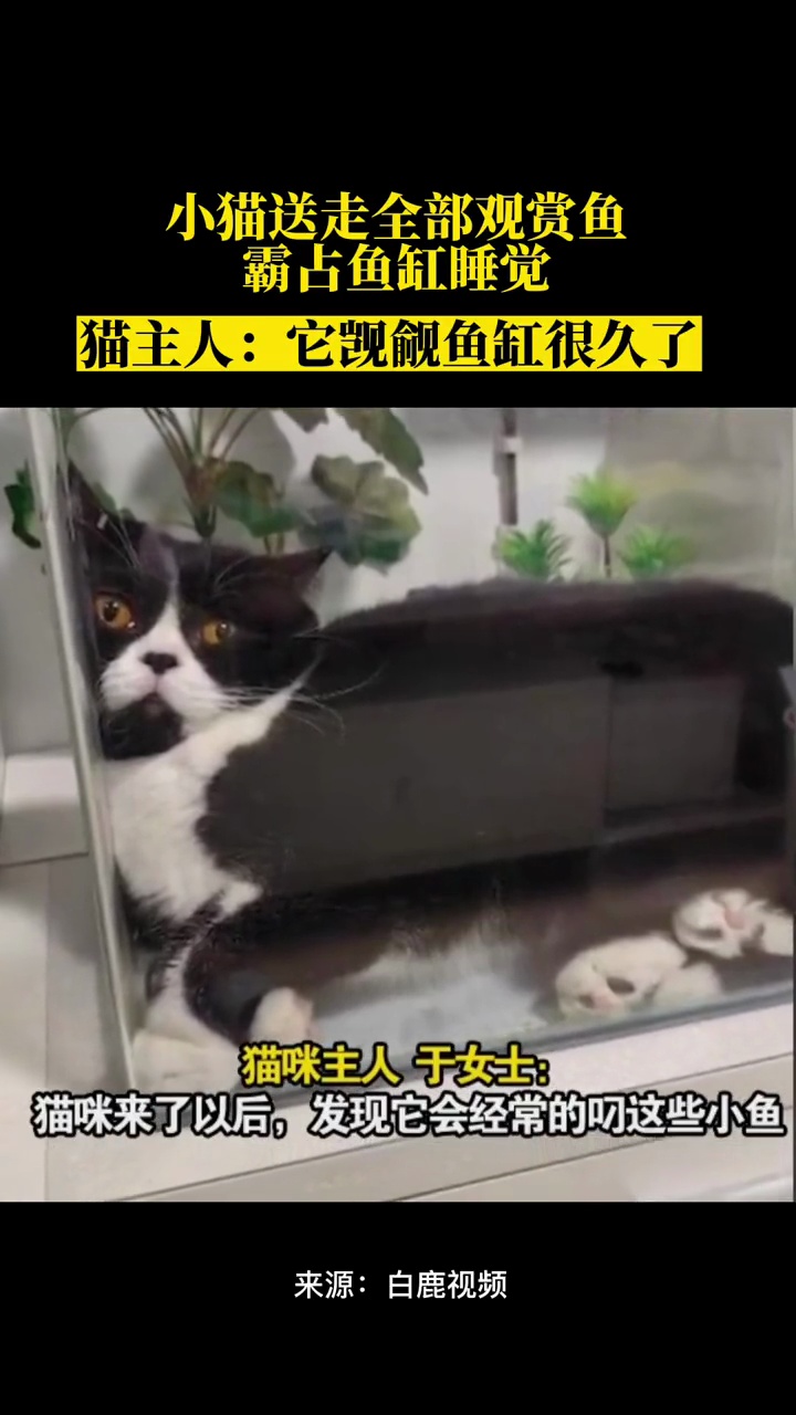 小猫送走全部观赏鱼霸占鱼缸睡觉猫主人:它觊觎鱼缸很久了来源:白鹿视频 海报新闻