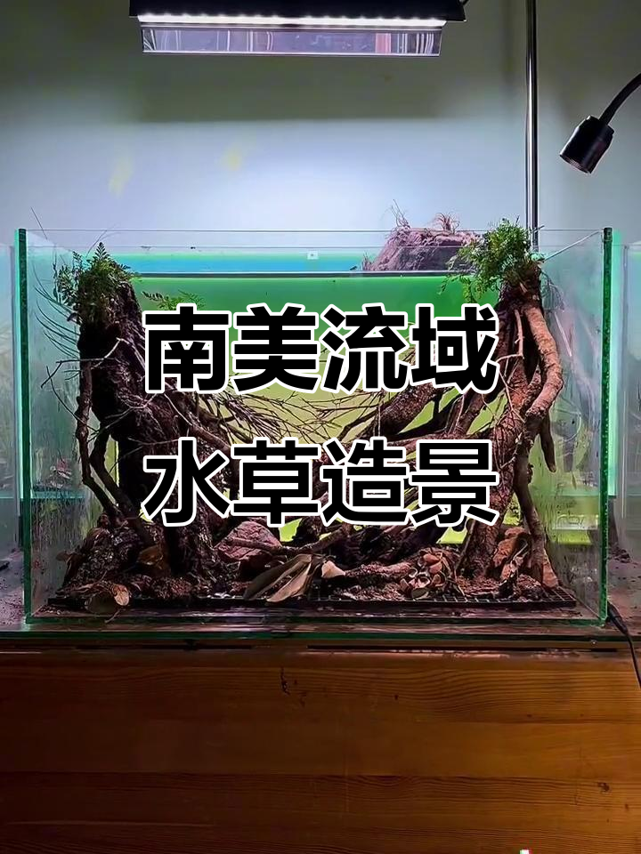 背景纸与造景搭配，打造南美流域风格水族箱