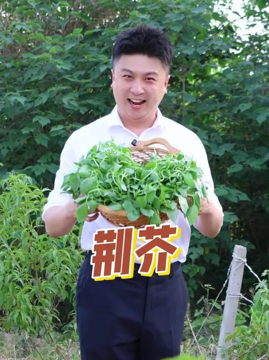 河南人夏天经典美食:荆芥,又名金不换。